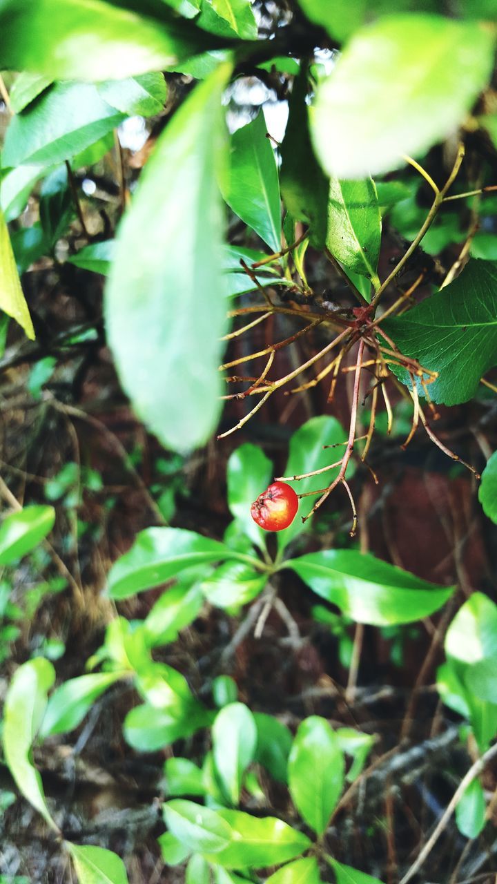 growth, leaf, freshness, green color, fruit, red, plant, close-up, nature, food and drink, growing, beauty in nature, focus on foreground, stem, day, healthy eating, food, no people, outdoors, field