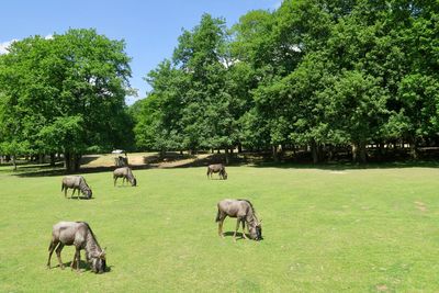 Horses in a field