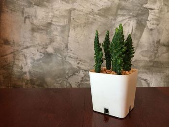 Close-up of potted plant on table