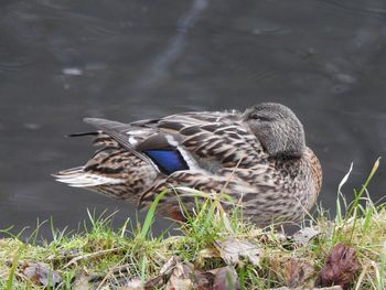 Close-up of bird on grass