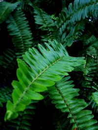 Close-up of fresh green leaves