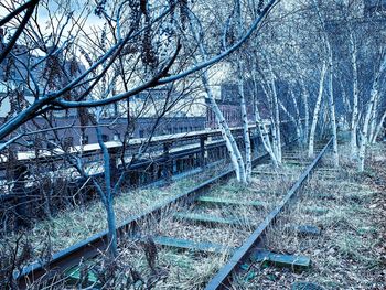 Bare trees by railroad track in forest