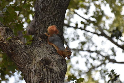 Low angle view of squirrel on tree