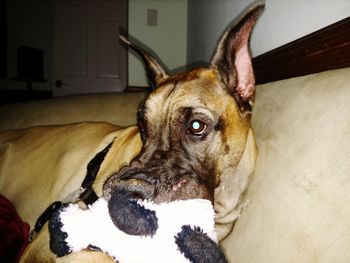 Close-up portrait of dog on bed at home