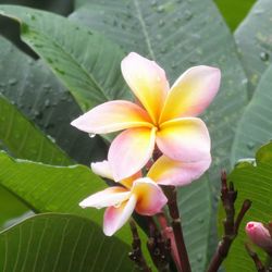 Close-up of frangipani blooming outdoors