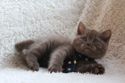 Kitten on carpet