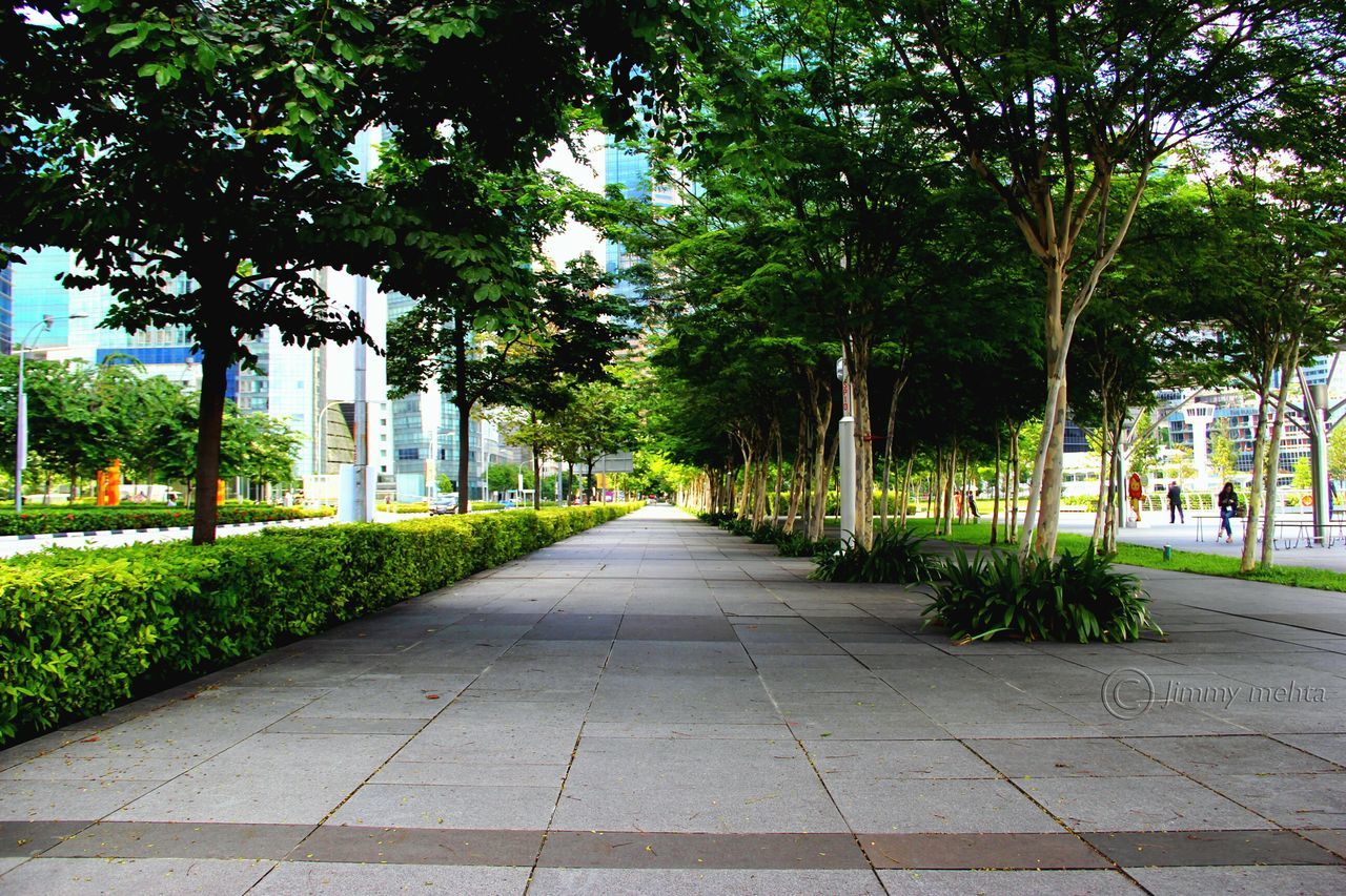 tree, the way forward, building exterior, diminishing perspective, architecture, built structure, footpath, growth, walkway, treelined, vanishing point, park - man made space, green color, pathway, grass, city, empty, sunlight, day, outdoors