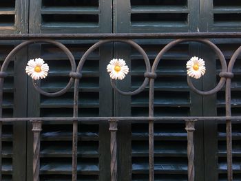 Close-up of closed flowers