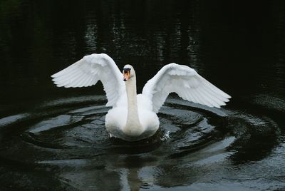 Swan swimming in lake