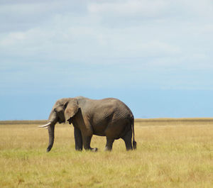 Elephant in a field