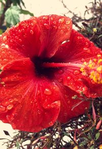 Close-up of wet red flower