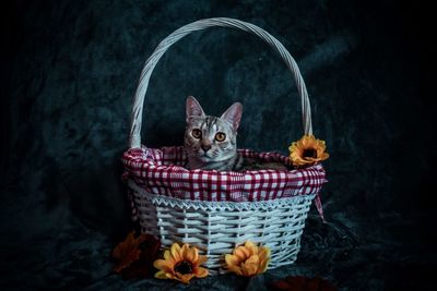Portrait of kitten in basket
