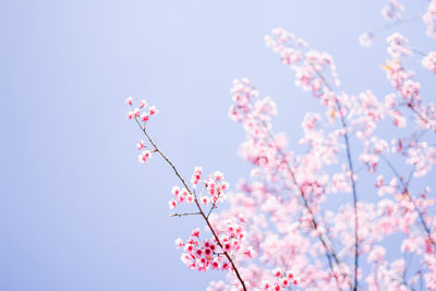 Low angle view of pink cherry blossoms against sky