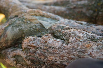 Close-up of rock on tree trunk