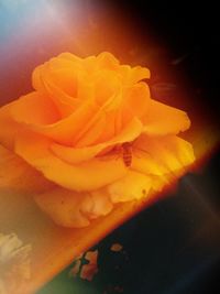 Close-up of rose