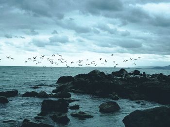Flock of birds flying over sea