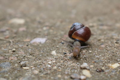 Close-up of snail