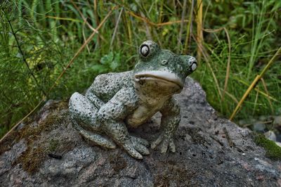 Close-up of frog on rock