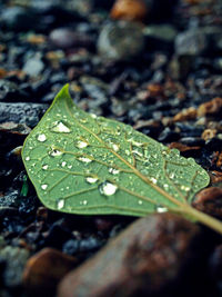 Close-up of raindrops on leaves