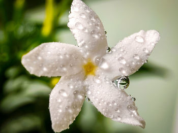 Water drops on jasmine flower