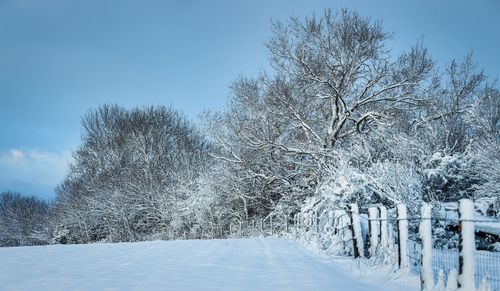 Trees on snow covered field against clear blue sky