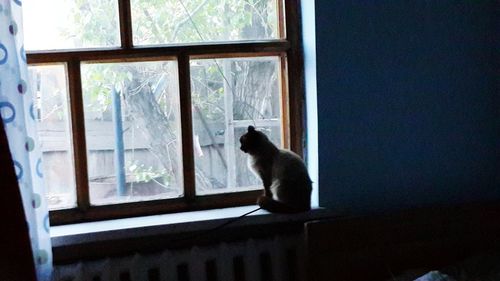 Cat looking through window