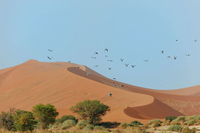 Scenic view of desert against clear sky at dunes of sossusvlei