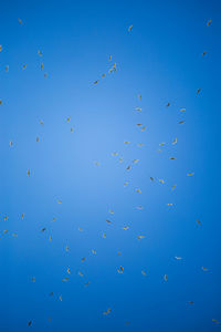 Low angle view of birds flying in the sky