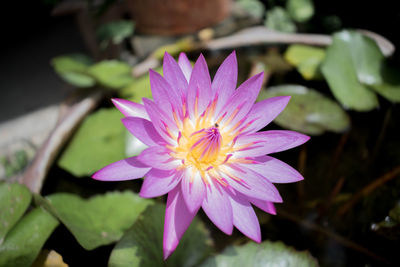 Close-up of pink water lily