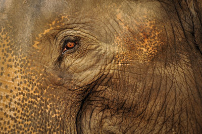 Close-up of elephant