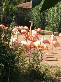 View of birds on land