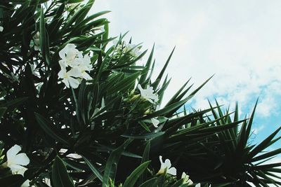 Low angle view of plants against sky