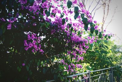 Pink flowers blooming in park