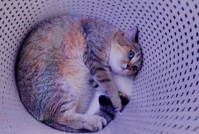 High angle view of cat sleeping