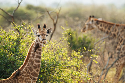 Portrait of an animal on land