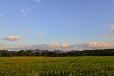 Scenic view of agricultural field against sky