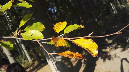 Close-up of leaves on branch