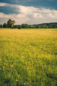 Scenic view of oilseed rape field against sky