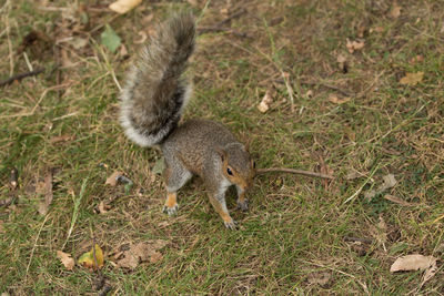 Squirrel on field