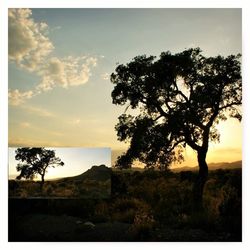 Silhouette tree on field against sky at sunset