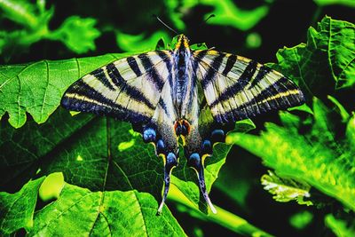 Close-up of butterfly on leaf