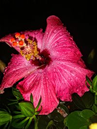Close-up of pink hibiscus flower