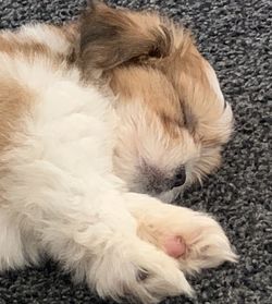 High angle view of dog sleeping