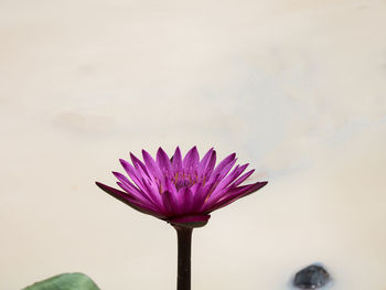 Close-up of thistle flower against sky