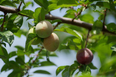 Close-up of apple growing on tree