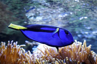 Close-up of purple fish swimming near coral