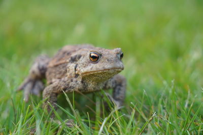 Close-up of frog on grass