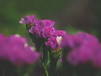 Close-up of pink flowering plant