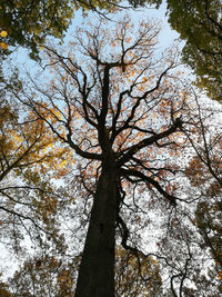 Low angle view of trees against sky