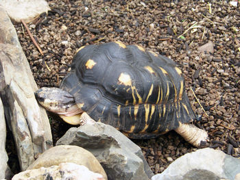 High angle view of turtle by rocks at zoo